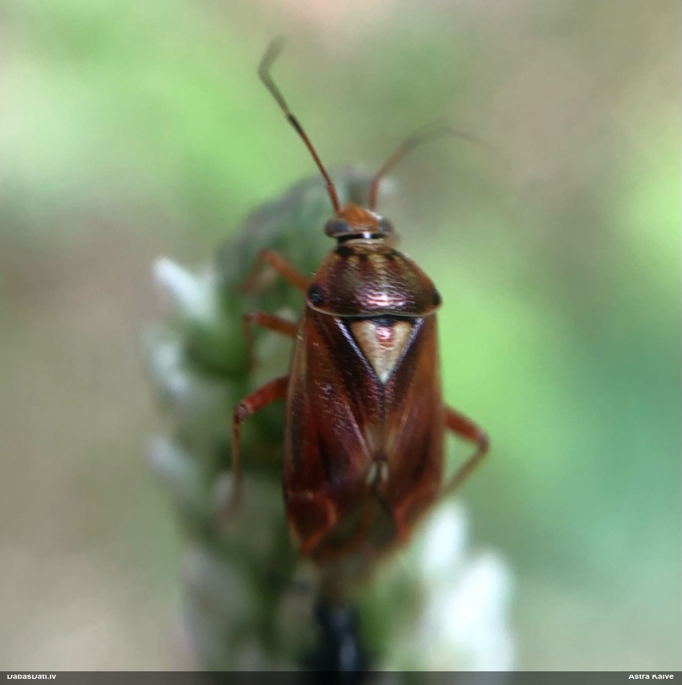 Mīkstblakts Lygus sp.