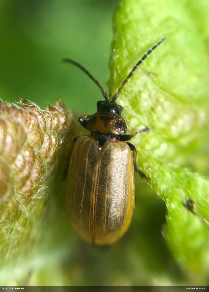 Lapgrauzis Lochmaea caprea