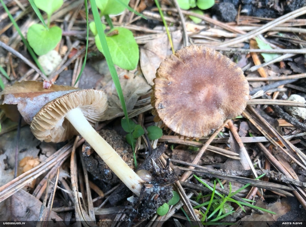 Šķiedrgalvīte (nenoteikta)