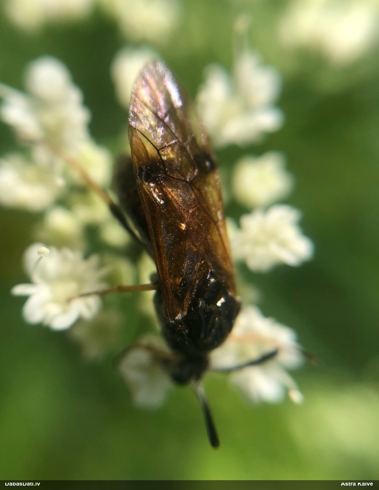 Koklapsene Arge ustulata