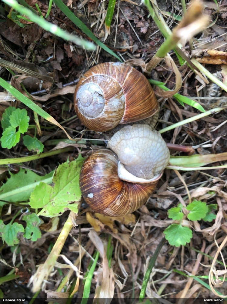 Parka vīngliemezis (īstais vīngliemezis)