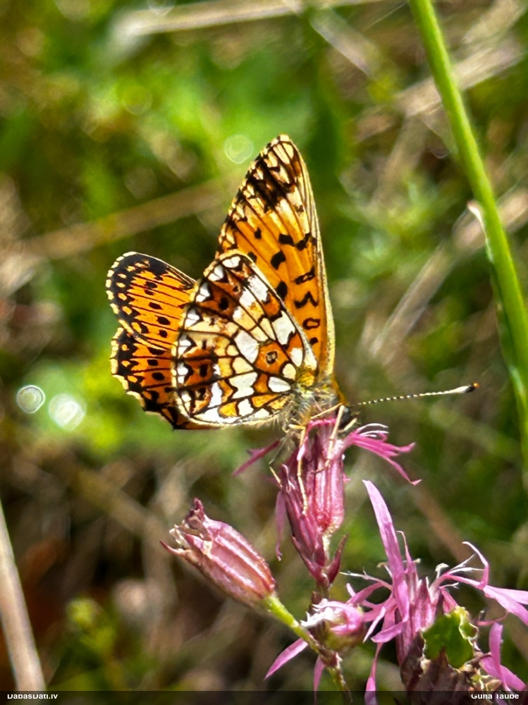 Parastais purvraibenis