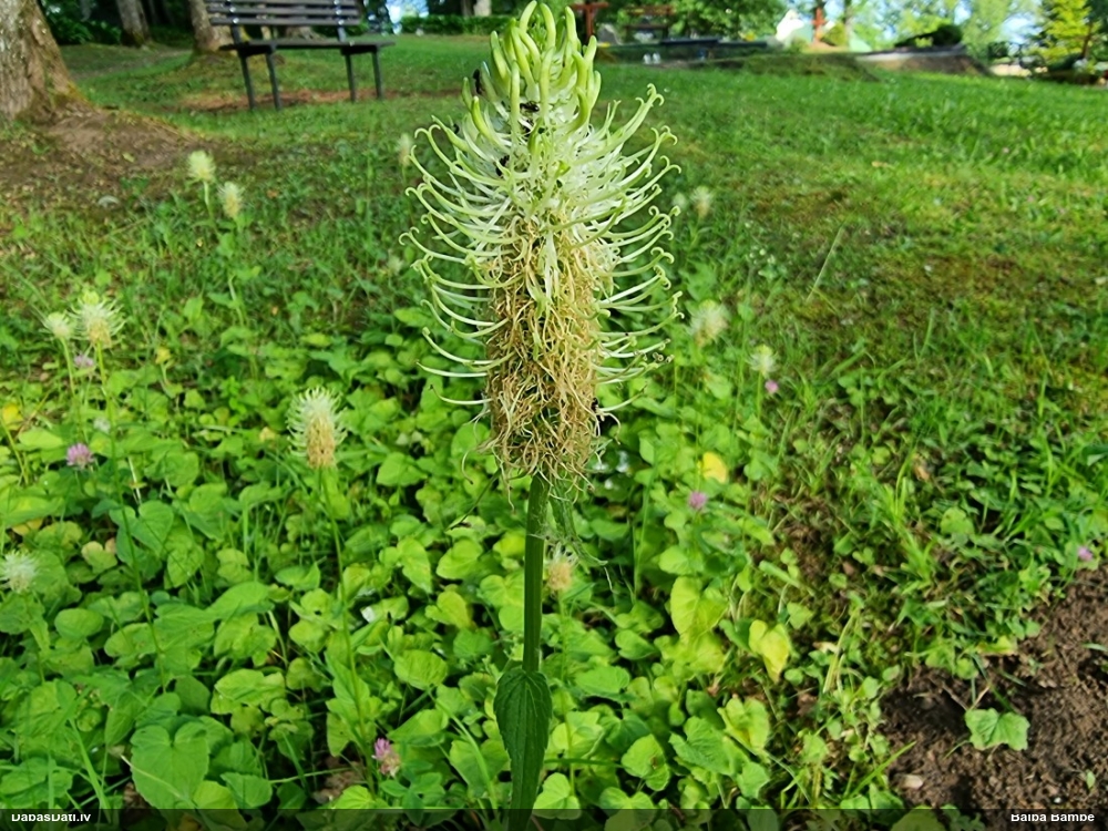 Vārpainā septiņvīre