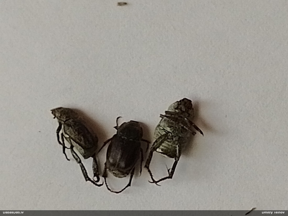 Vabole Hoplia graminicola