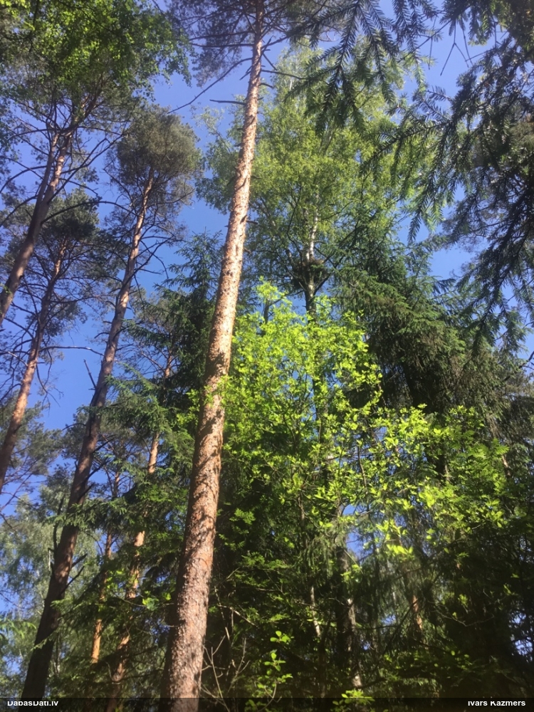 Putns (nenoteikts)