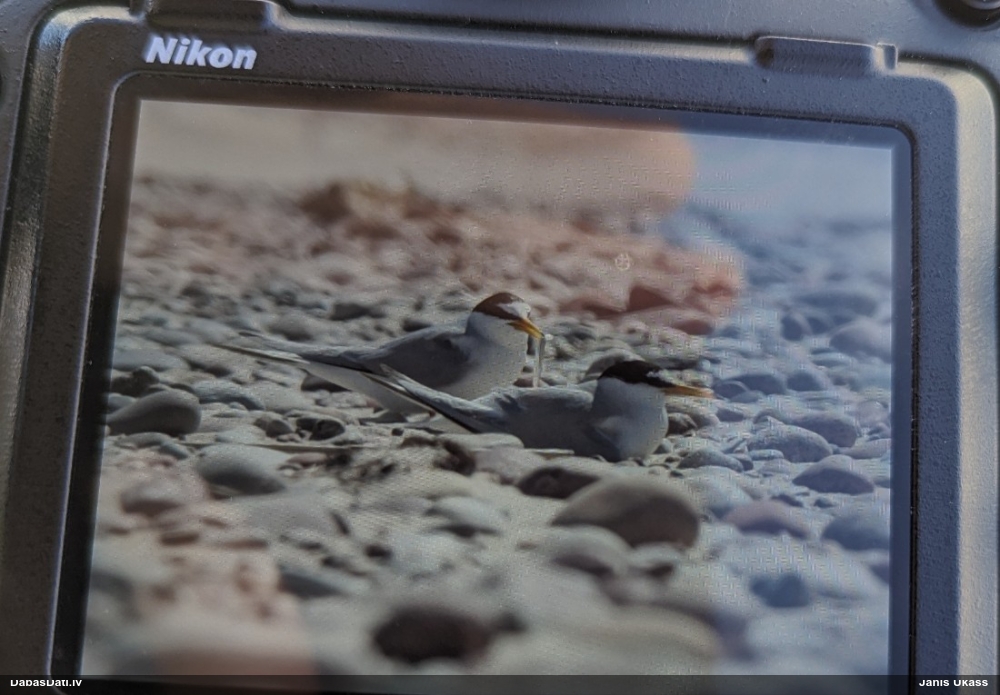 малая крачка