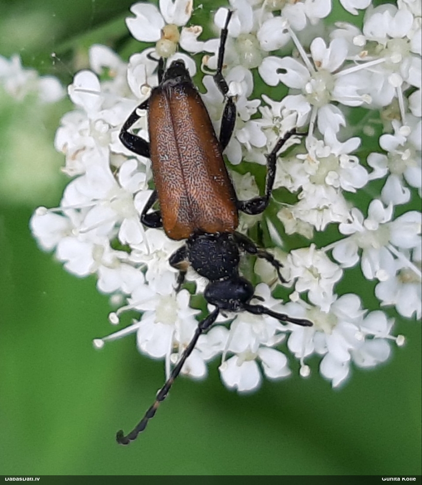 Koksngrauzis Stictoleptura maculicornis