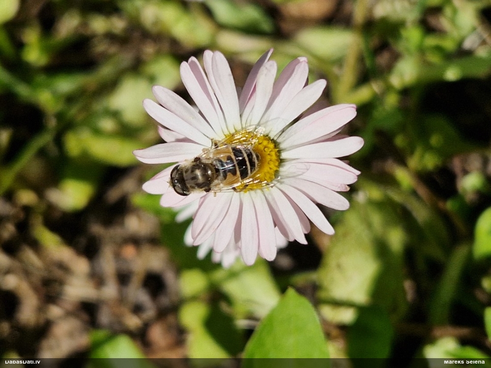 Ziedmuša Eristalis arbustorum