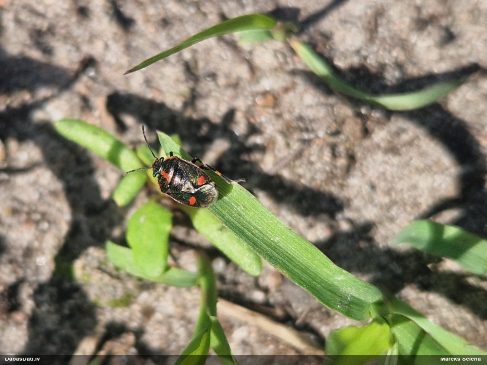 Vairogblakts Eurydema oleracea