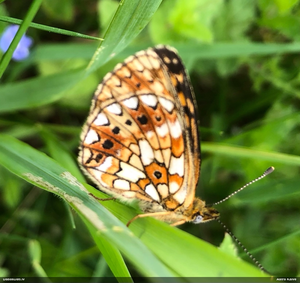 Parastais purvraibenis