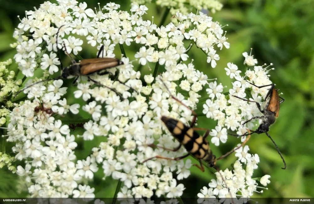 Koksngrauzis Leptura annularis