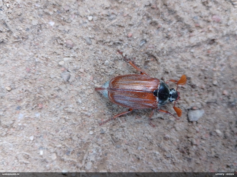 Lauka maijvabole