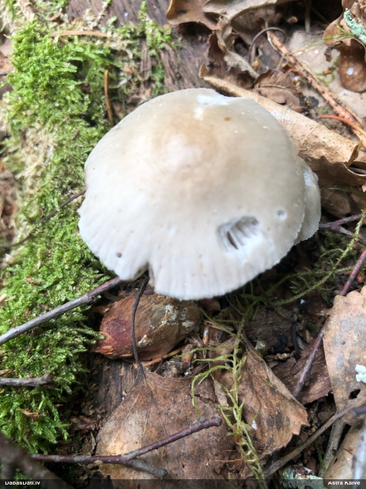 Sēntiņa (nenoteikta)