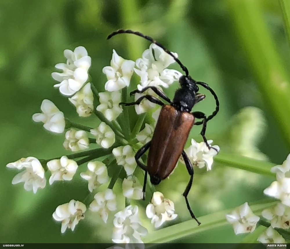 Koksngrauzis Stictoleptura maculicornis