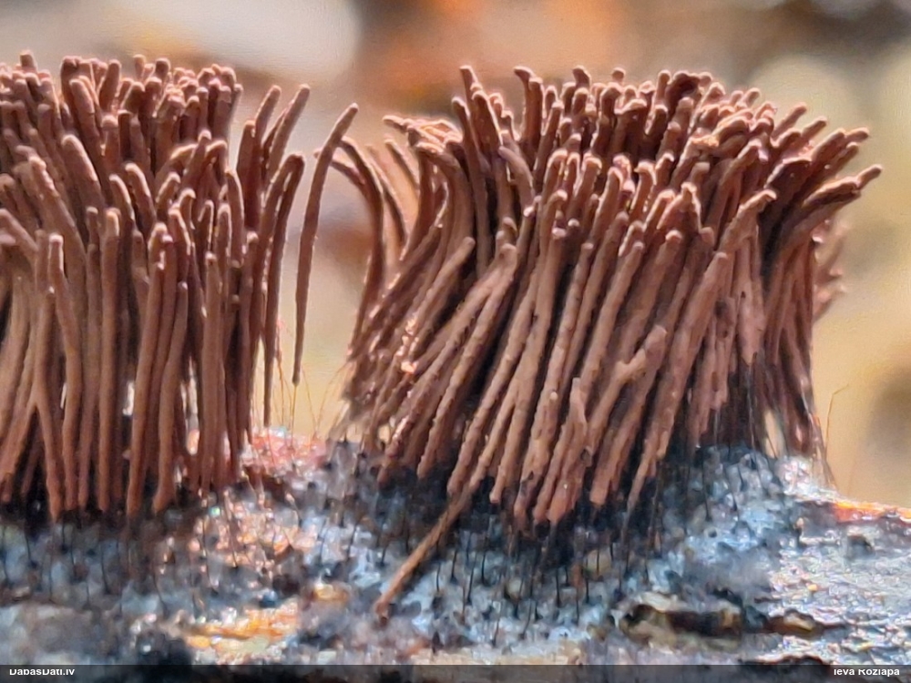 Vālenīte (šokolādes gļotsēne) (nenoteikta)