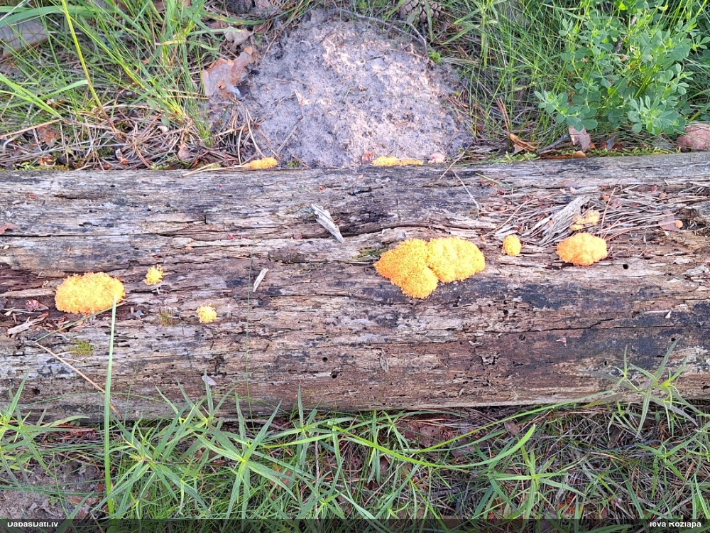 Aveņgļotsēne (nenoteikta)