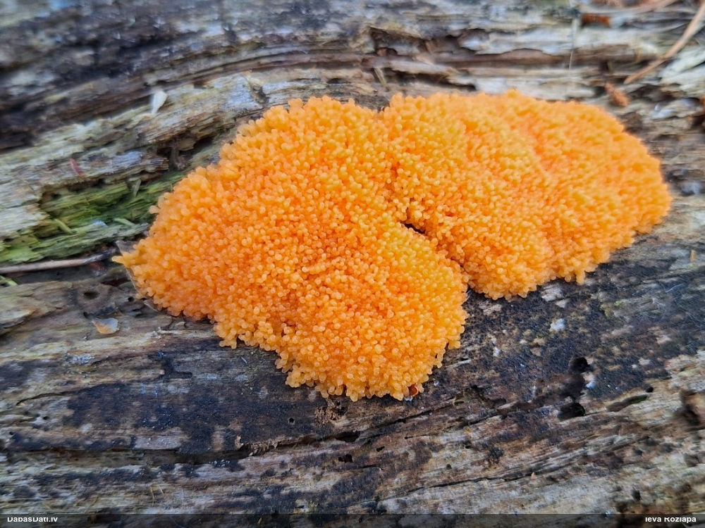 Aveņgļotsēne (nenoteikta)