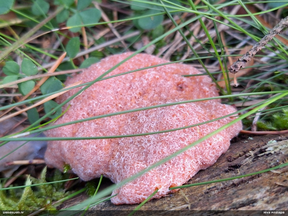 Aveņgļotsēne (nenoteikta)