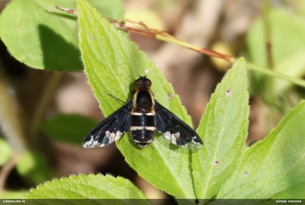 Pūkmuša Hemipenthes maura