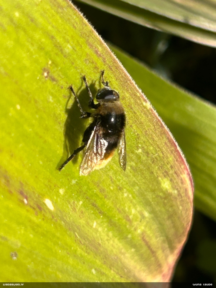Ziedmuša Merodon equestris