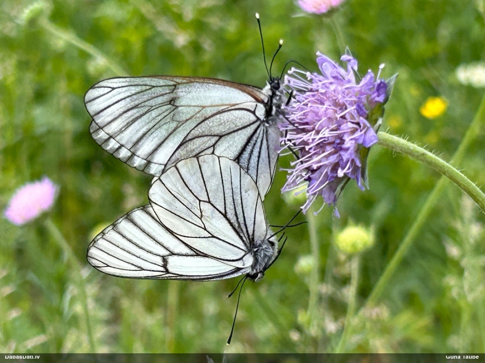 Lapkoku baltenis