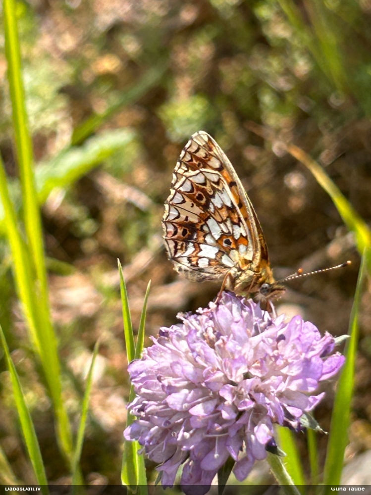 Parastais purvraibenis