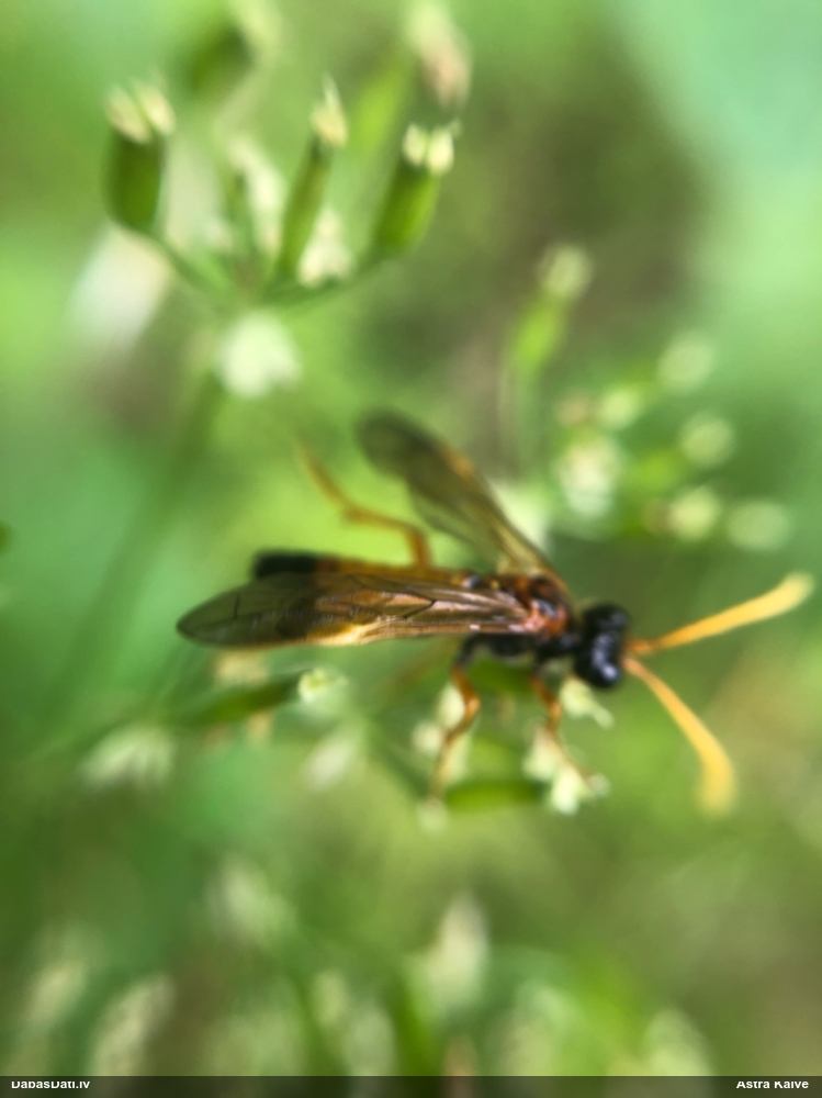 Zāģlapsene Tenthredo campestris