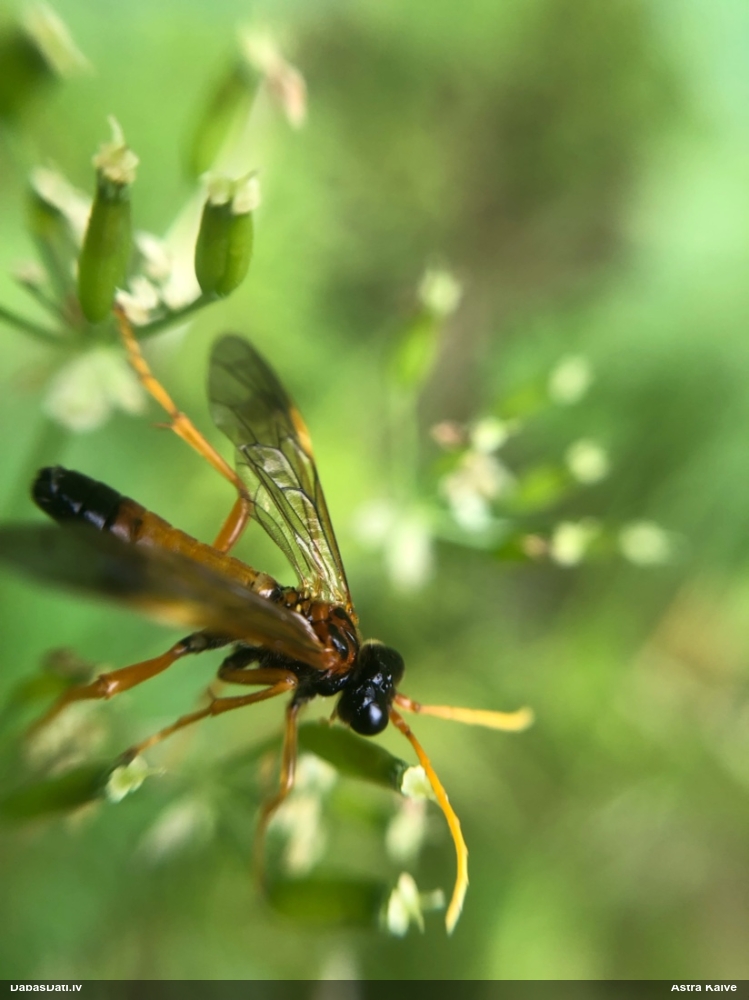 Zāģlapsene Tenthredo campestris