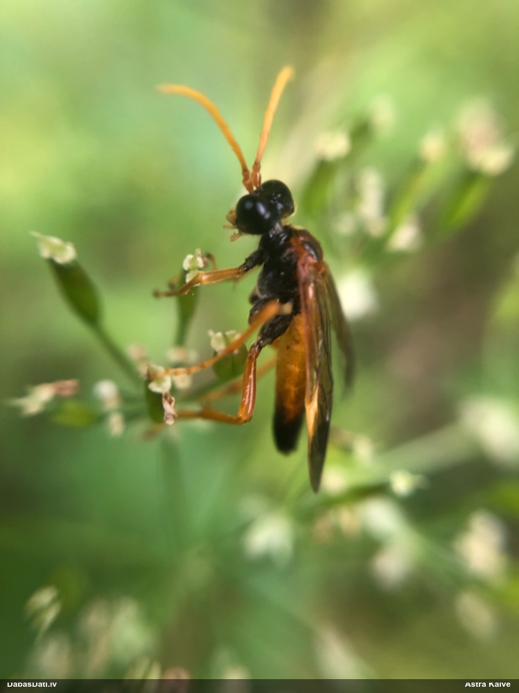Zāģlapsene Tenthredo campestris