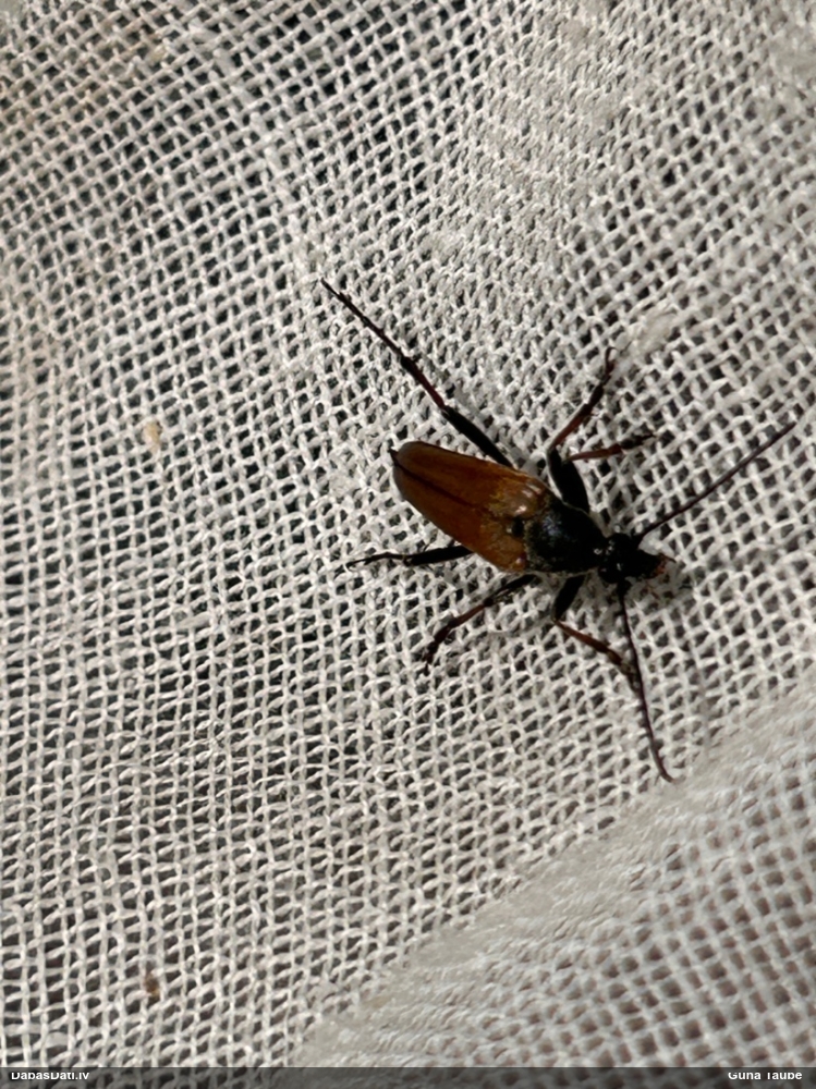 Koksngrauzis Etorofus pubescens