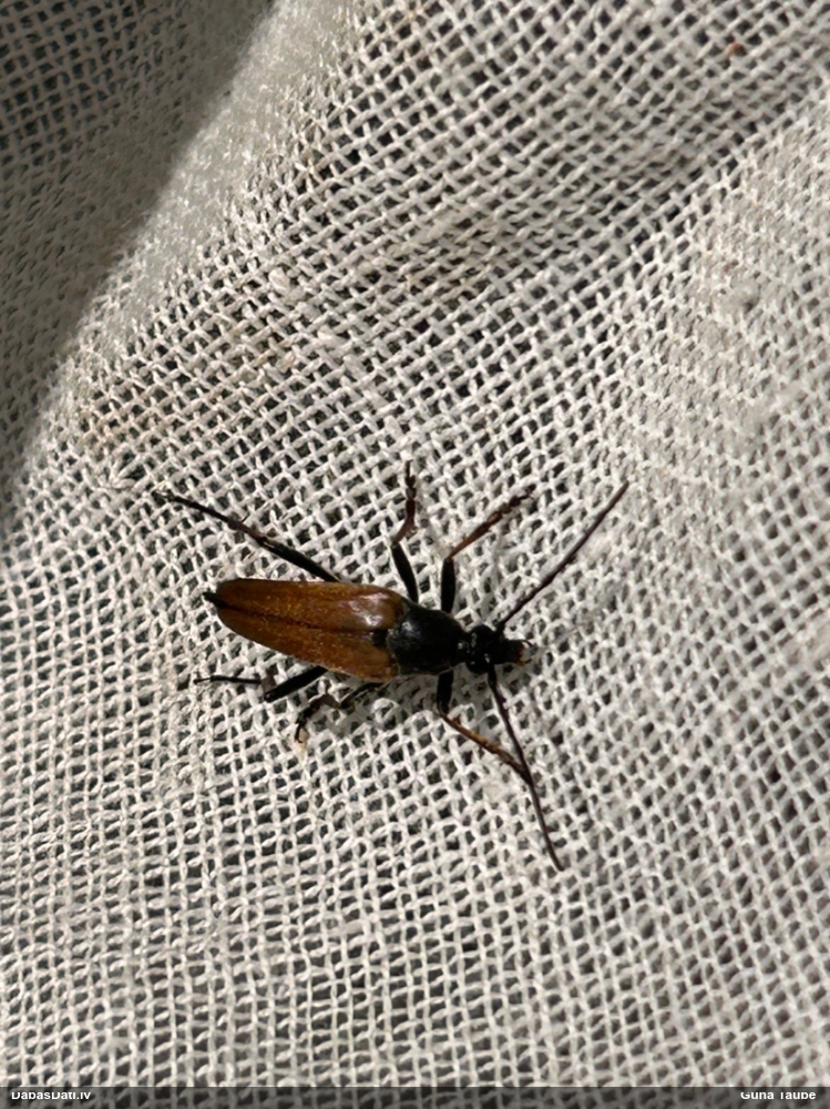 Koksngrauzis Etorofus pubescens