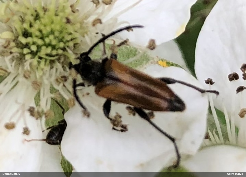 Koksngrauzis Pseudovadonia livida
