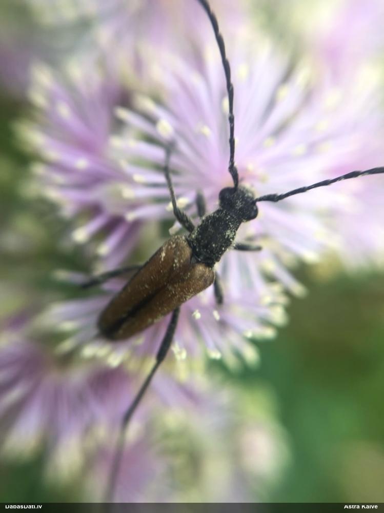 Koksngrauzis Anastrangalia reyi