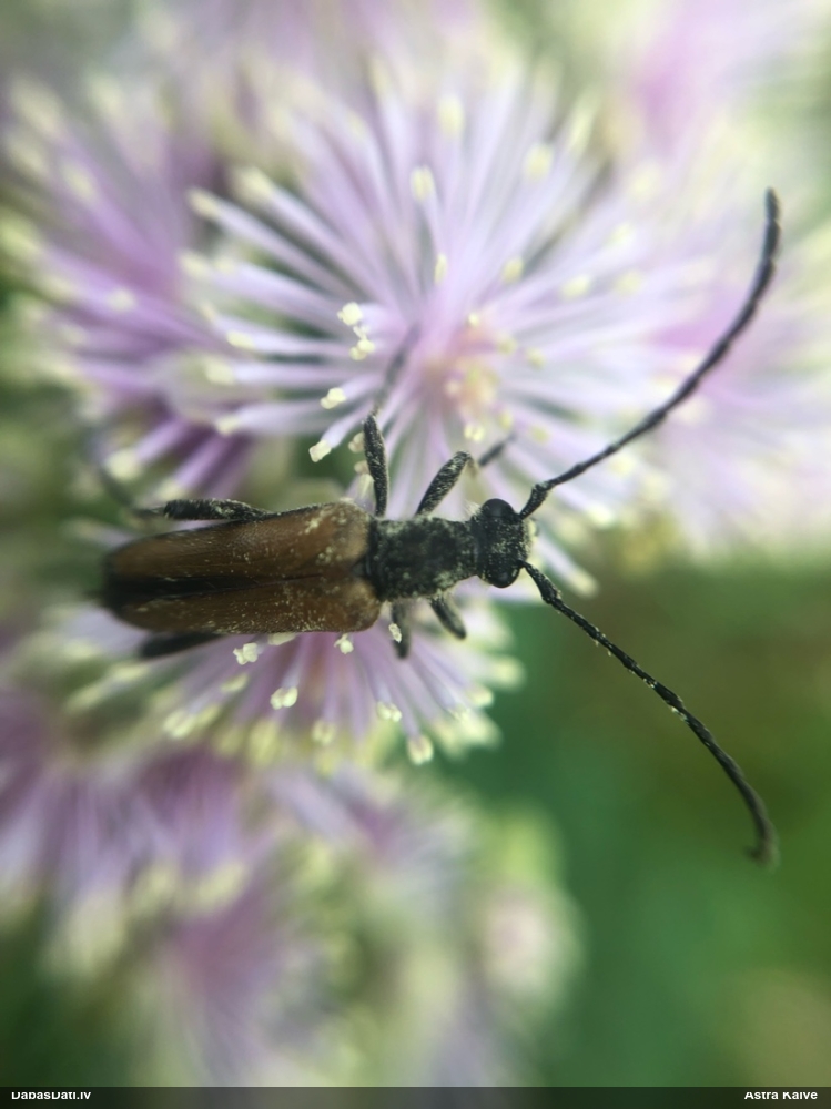 Koksngrauzis Anastrangalia reyi