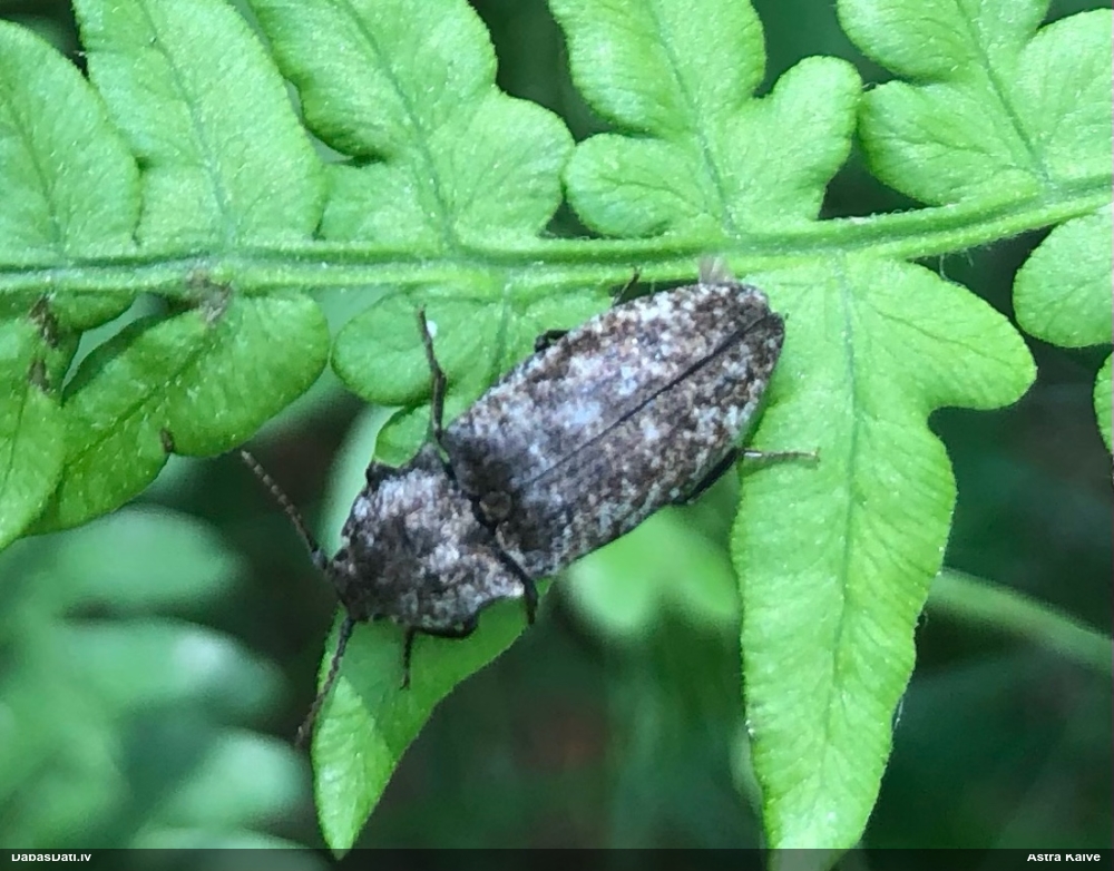 Sprakšķis Agrypnus murinus