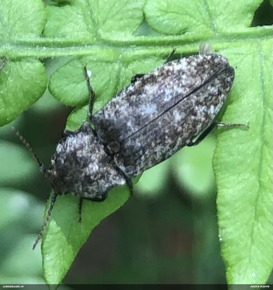 Sprakšķis Agrypnus murinus