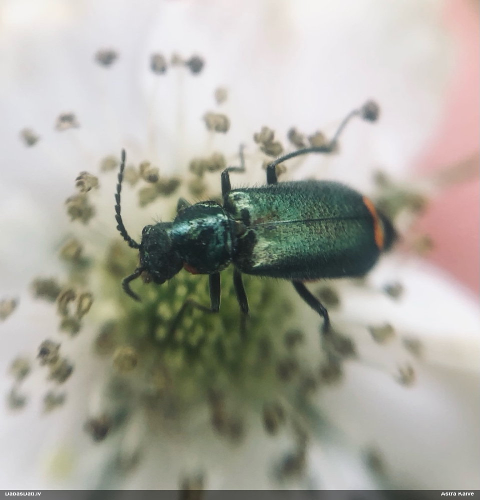 Māņmīkstspārnis Malachius bipustulatus