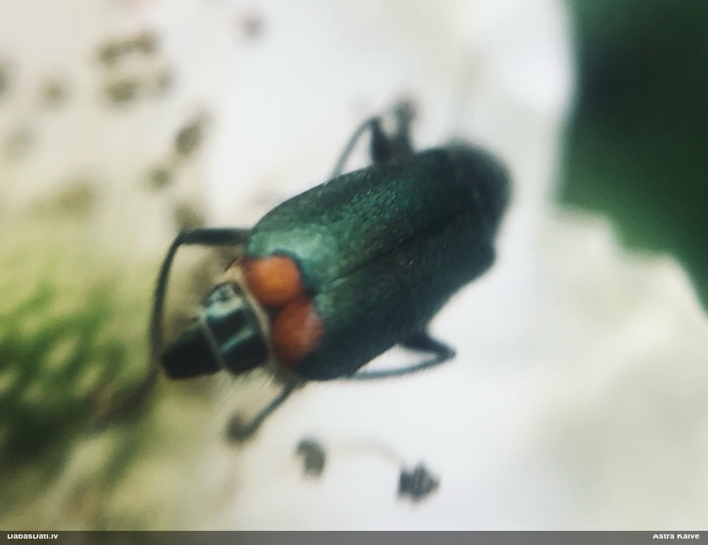 Māņmīkstspārnis Malachius bipustulatus