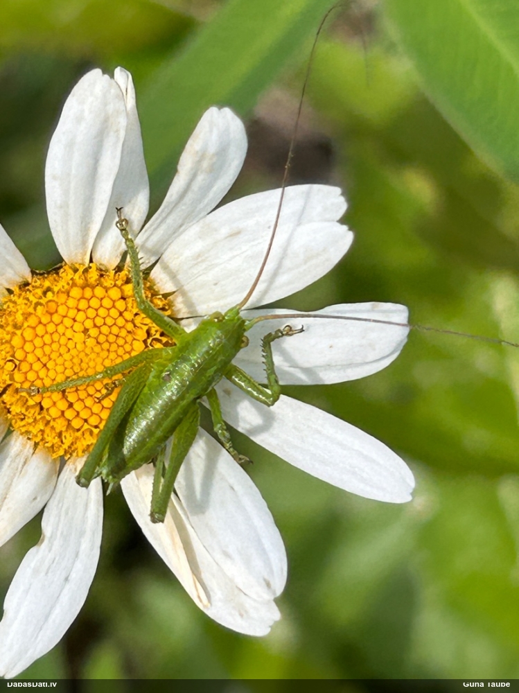 Sienāzis, sisenis (nenoteikts)