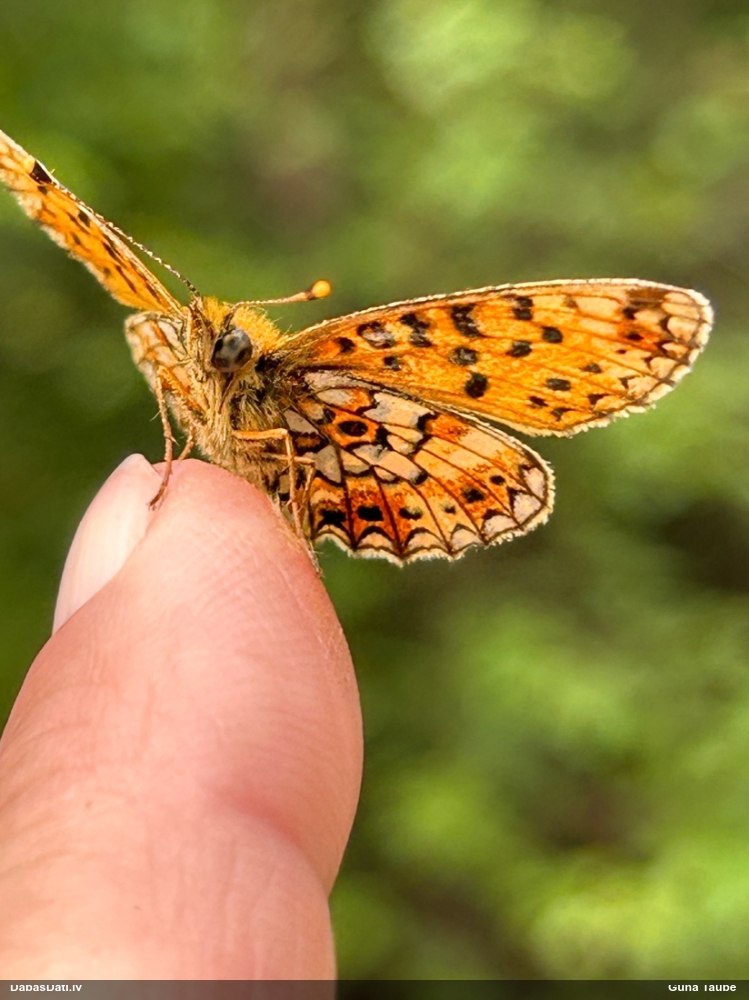 Parastais purvraibenis