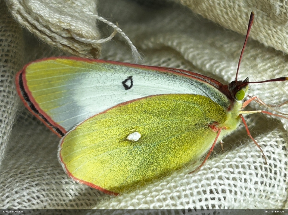 Purva dzeltenis
