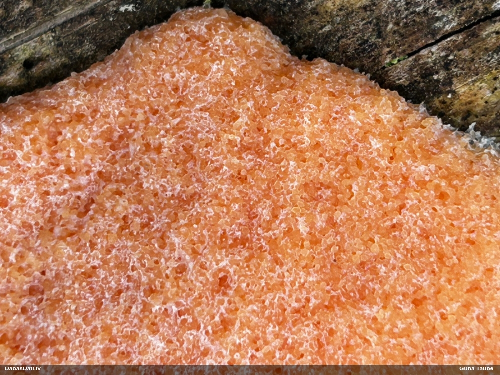 Aveņgļotsēne (nenoteikta)