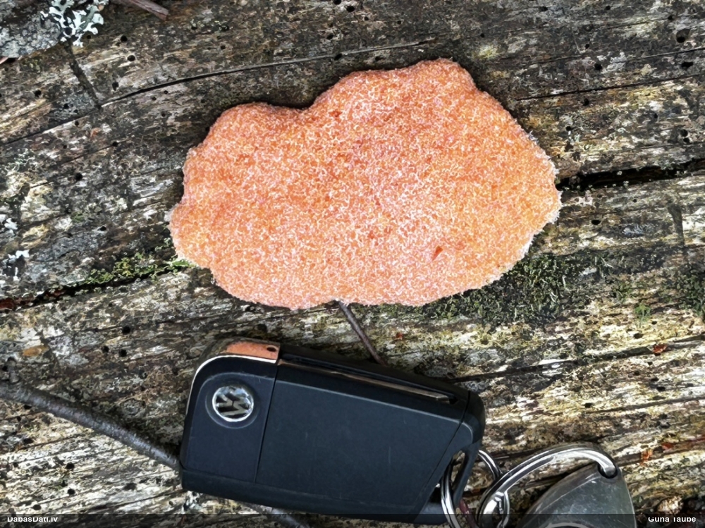 Aveņgļotsēne (nenoteikta)