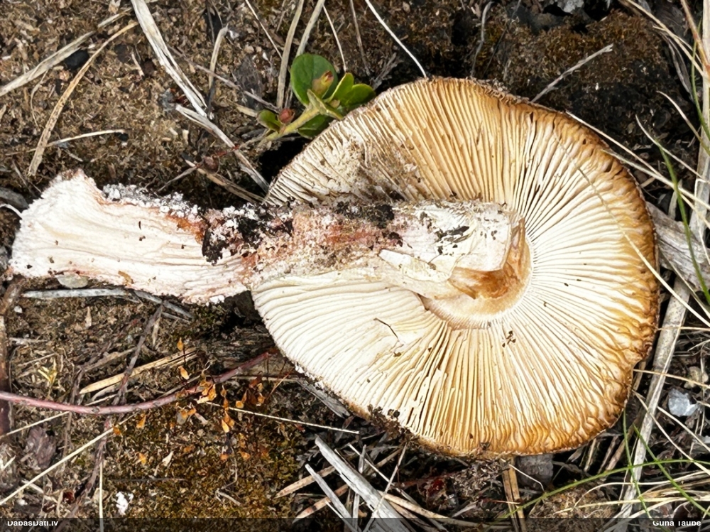 краснеющий мухомор