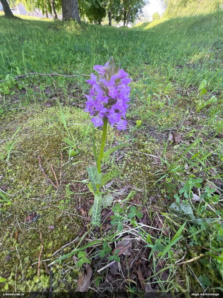 пальчатокоренник балтийский