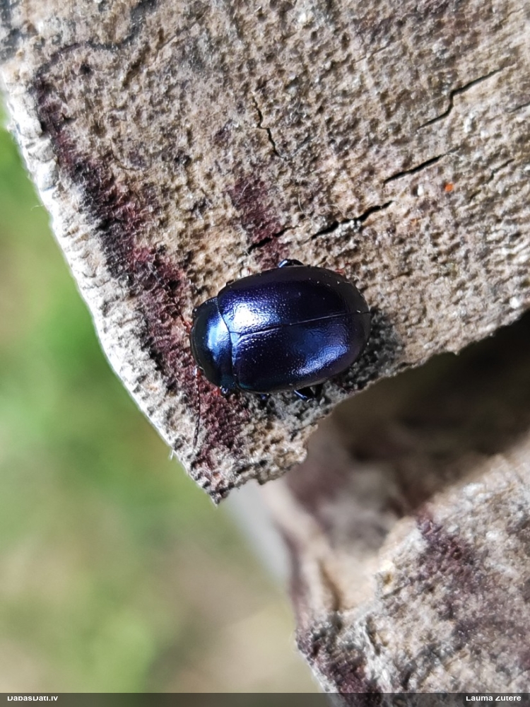 Lapgrauzis Chrysolina sturmi