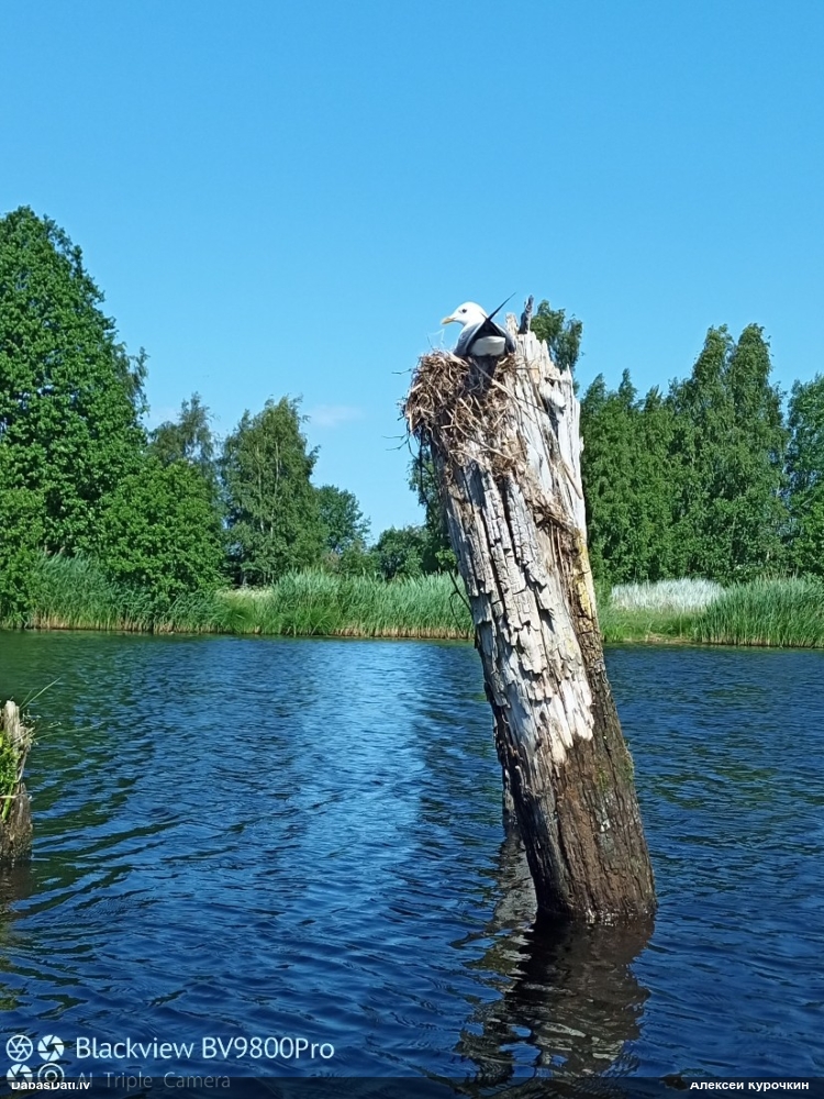 сизая чайка