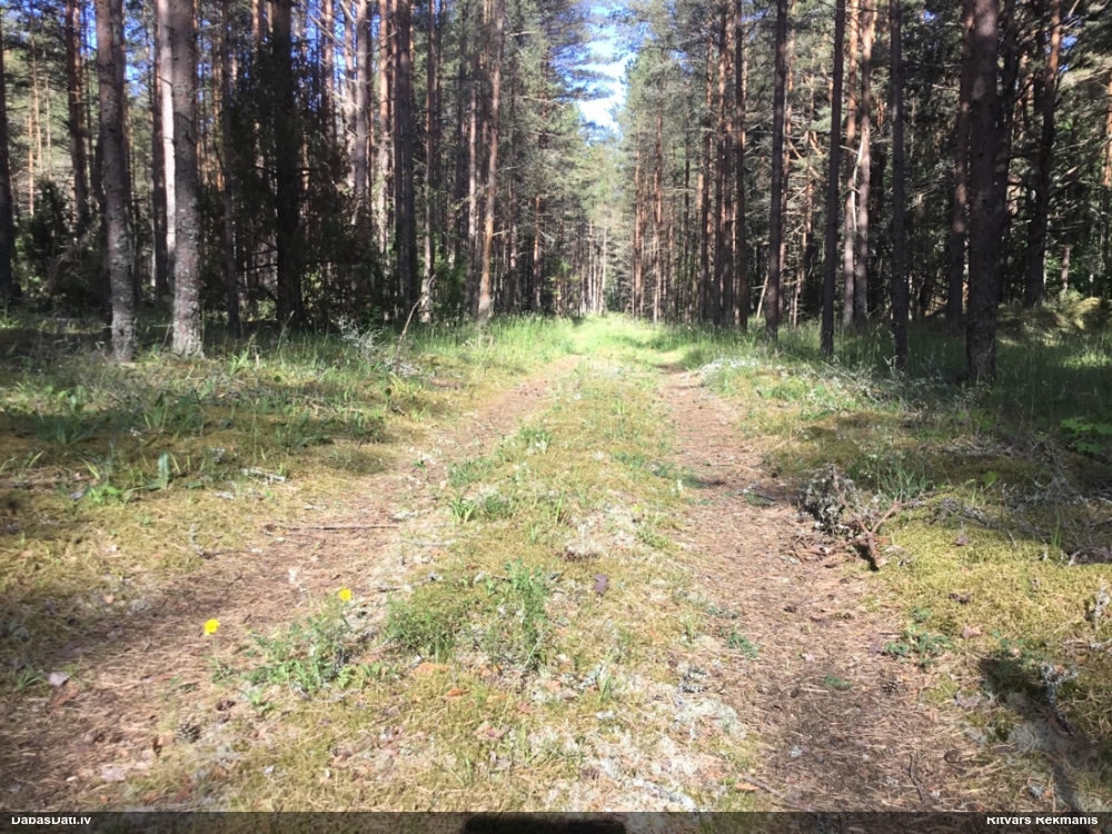 солнцецвет монетолистный
