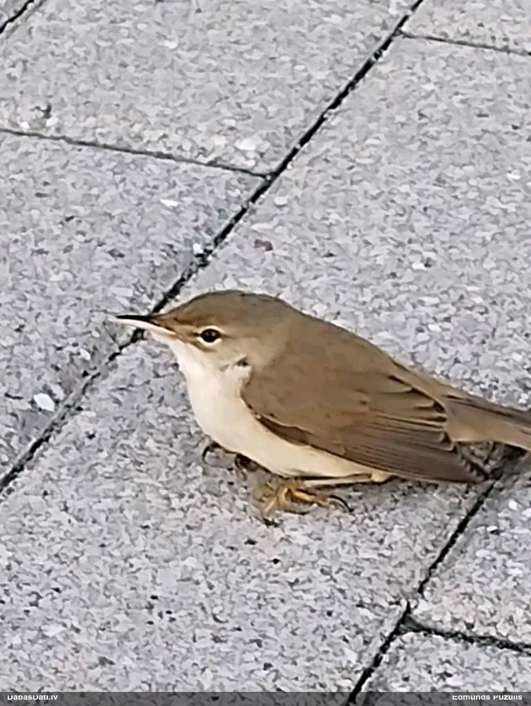 Ķauķis Acrocephalus sp.
