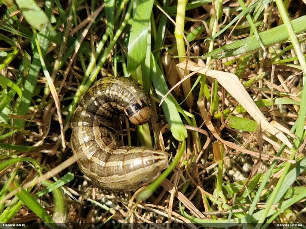 Pūcīte (nenoteikta)